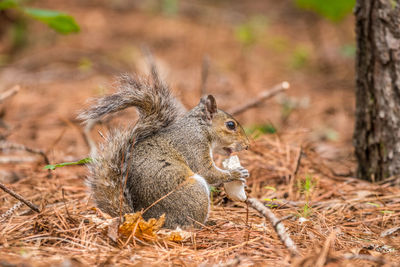 Squirrel eating plant on field