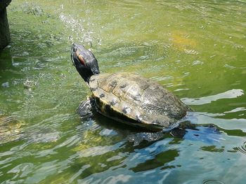 High angle view of a turtle in water