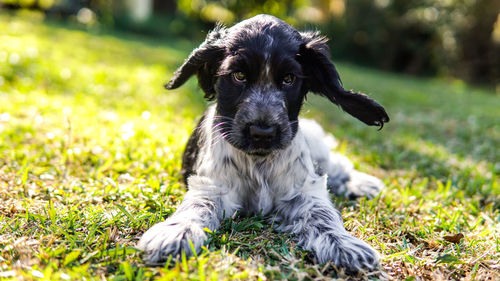 Portrait of dog sitting on field