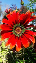 Close-up of red flower blooming outdoors