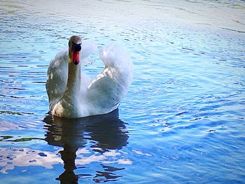 View of birds in water