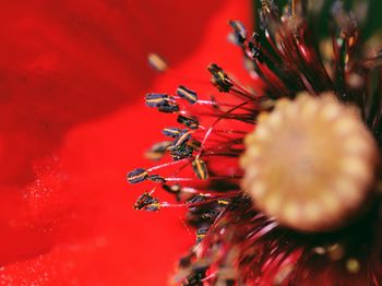 Close-up of red flower