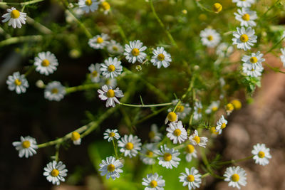 Close-up of white flowering plants