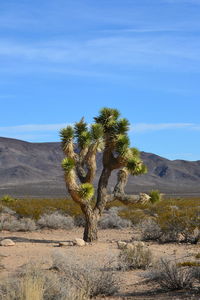 Arizona's nature