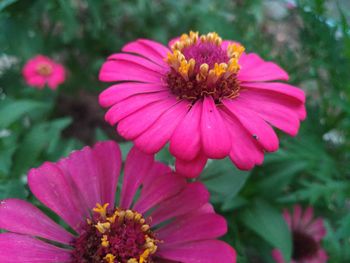 Close-up of gerbera daisy blooming in park