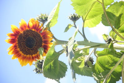 Close-up of sunflower blooming against sky