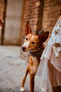 Portrait of a dog turning head