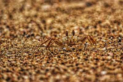 Close-up of spider