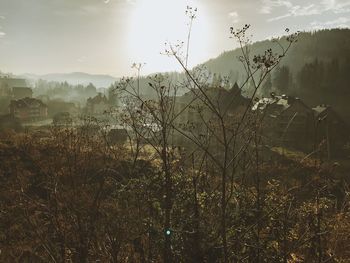 Plants growing on field against sky