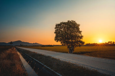 Trees on field against sky during sunset