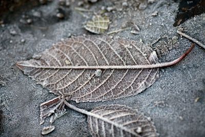 Close-up of leaves during autumn