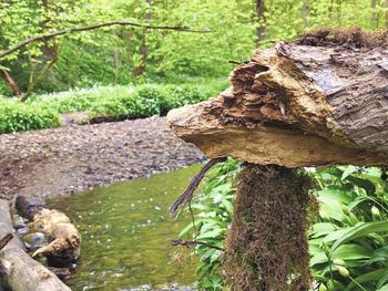 Close-up of tree trunk by lake in forest