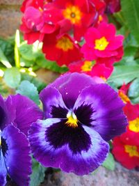 Close-up of purple flowering plant