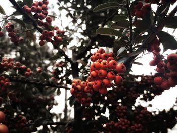 Close-up of berries growing on tree