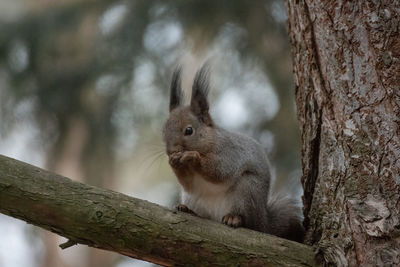 Close-up of squirrel