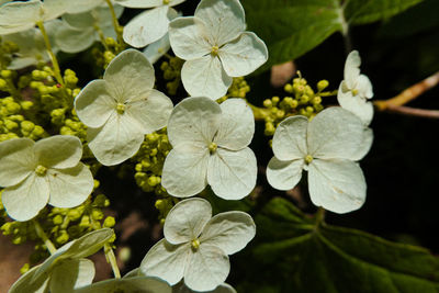 Close-up of white flowering plants