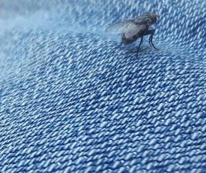 Close-up of insect on blue surface