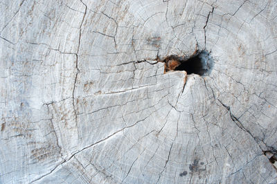 Close-up of bird on wood