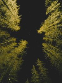 Trees in forest at night