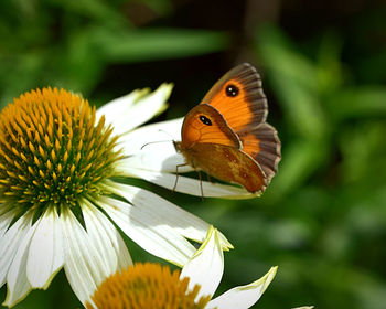 Close-up of butterfly pollinating on flower