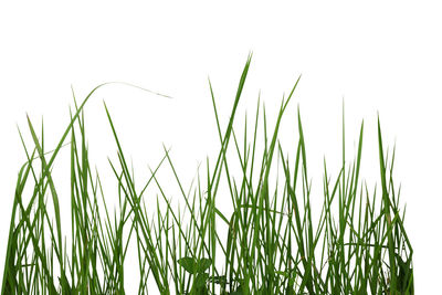 Close-up of grass against clear sky