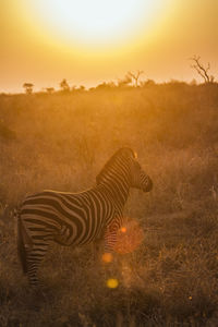 View of peacock on field during sunset