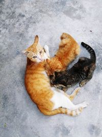 High angle view of ginger cat sitting