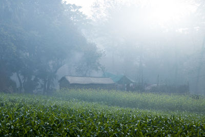 Scenic view of agricultural field during foggy weather