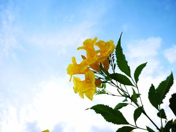 Low angle view of yellow flowering plant against sky