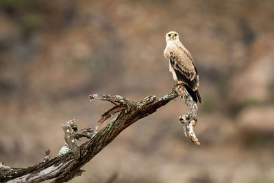 Tawny eagle on