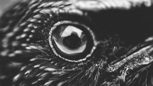 Close-up portrait of owl