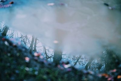 Plant growing in water