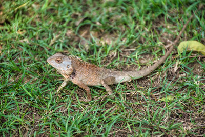 Side view of lizard on land