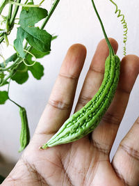 Close-up of hand holding leaf