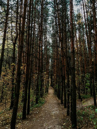 Footpath amidst trees in forest