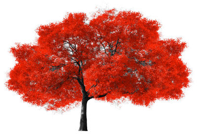 Close-up of autumn tree against sky