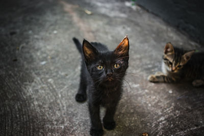 Portrait of cat on footpath