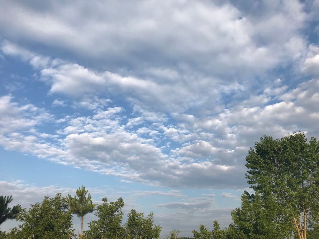 LOW ANGLE VIEW OF PLANTS AGAINST SKY