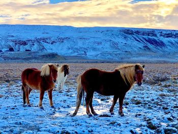 Horses on snow covered land