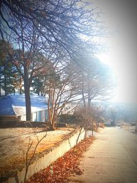 Bare trees in autumn