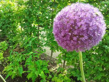 Close-up of pink flowers