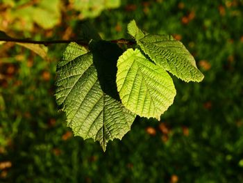 Close-up of leaves