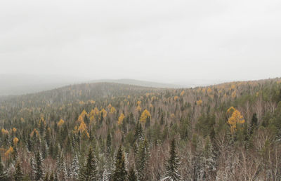 Plants growing on land against sky