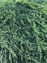 Full frame shot of tree in forest