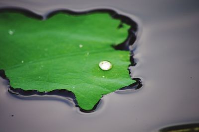 High angle view of water drop on leaf