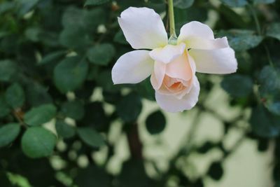 Close-up of white flowers blooming outdoors