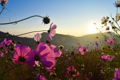 Close-up of pink flowering plants on field against sky