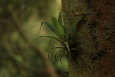 Close-up of moss growing on tree trunk