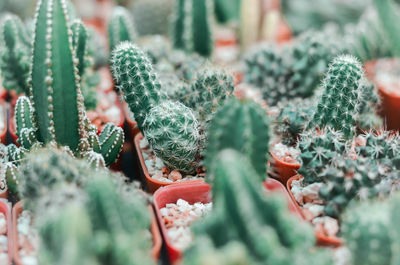 Close-up of succulent plant