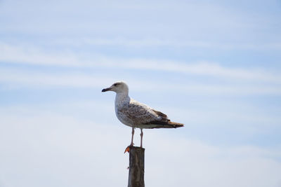 Seagull perching on wooden post